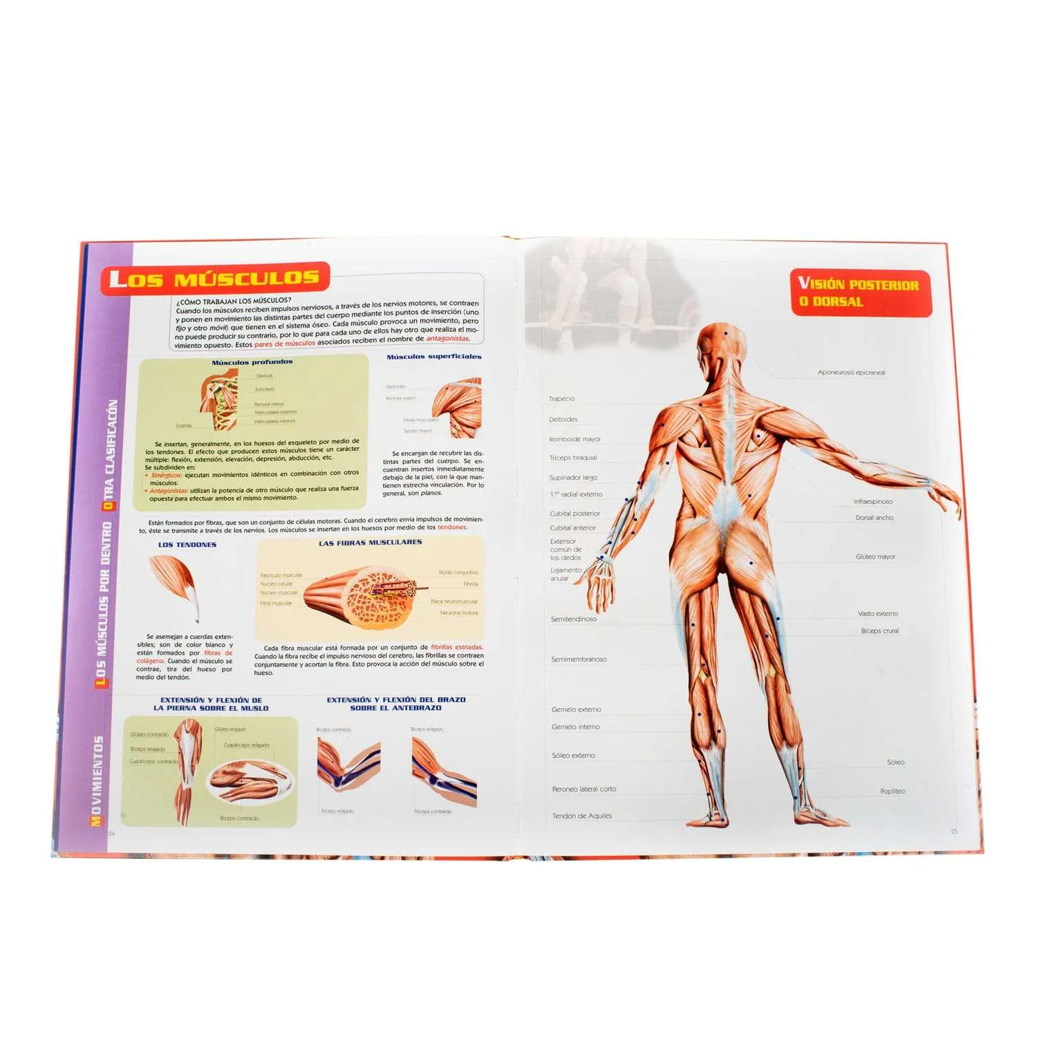 Atlas Visual Del Cuerpo Humano 1 Tomo - Imagen 2