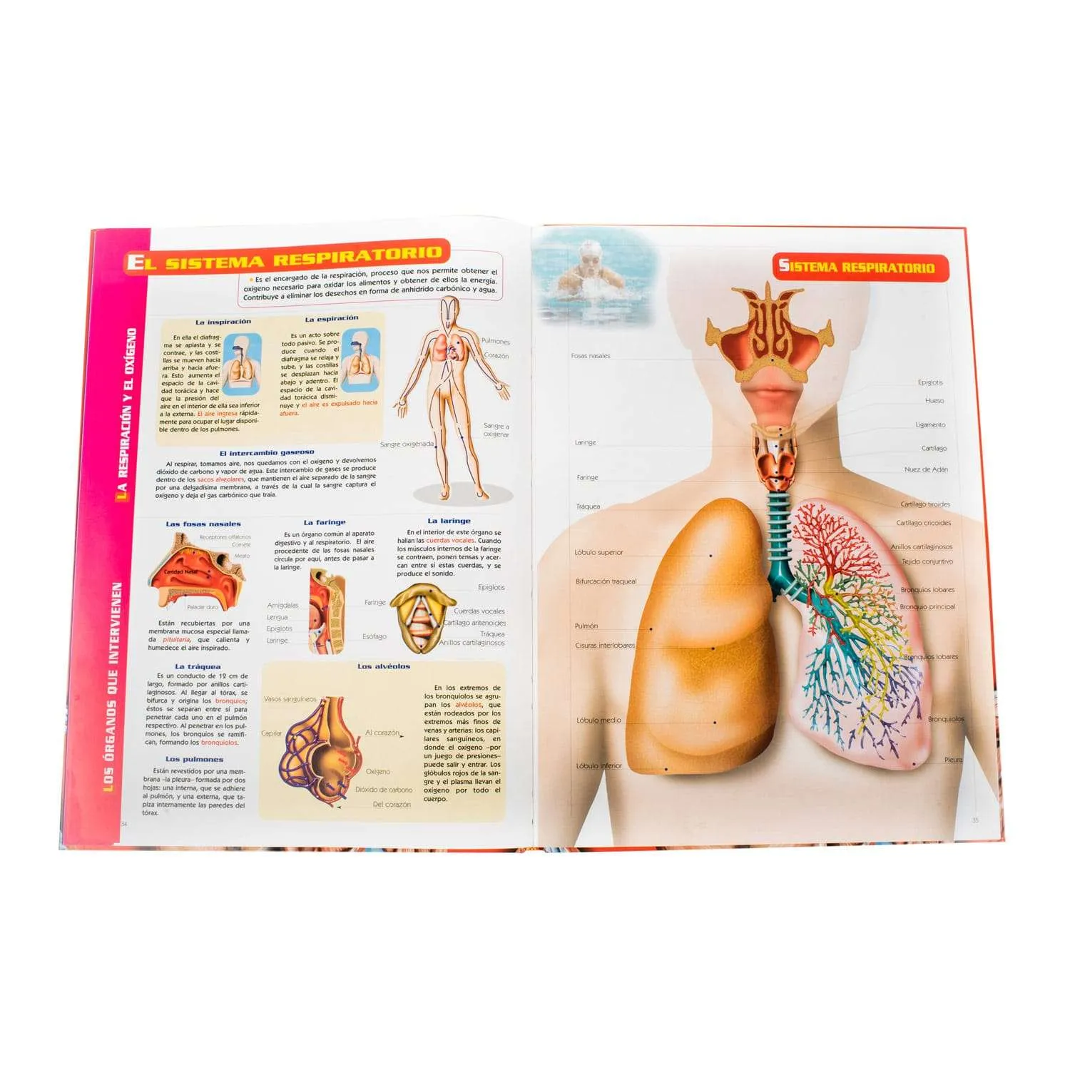 Atlas Visual Del Cuerpo Humano 1 Tomo - Imagen 3