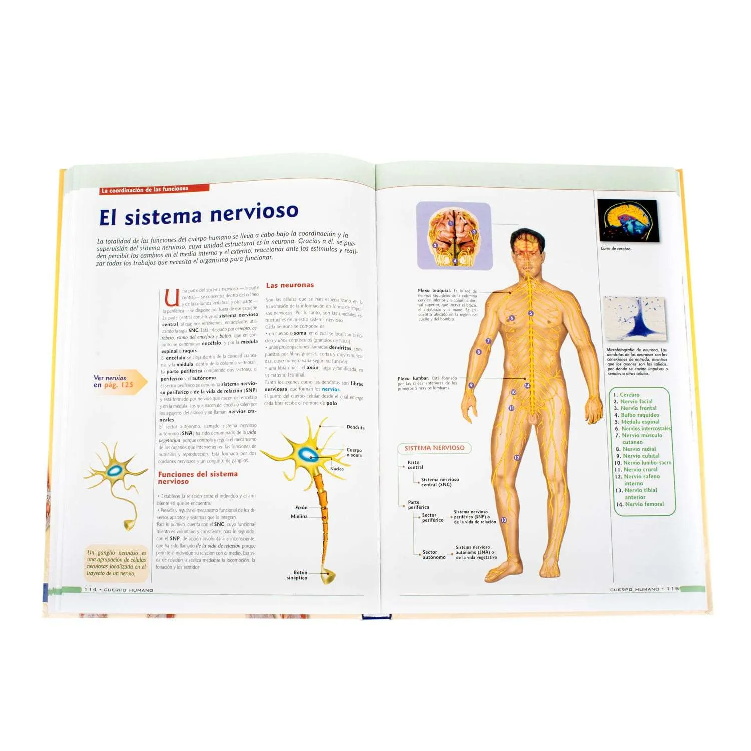 El Cuerpo Humano + Dvd - Imagen 3