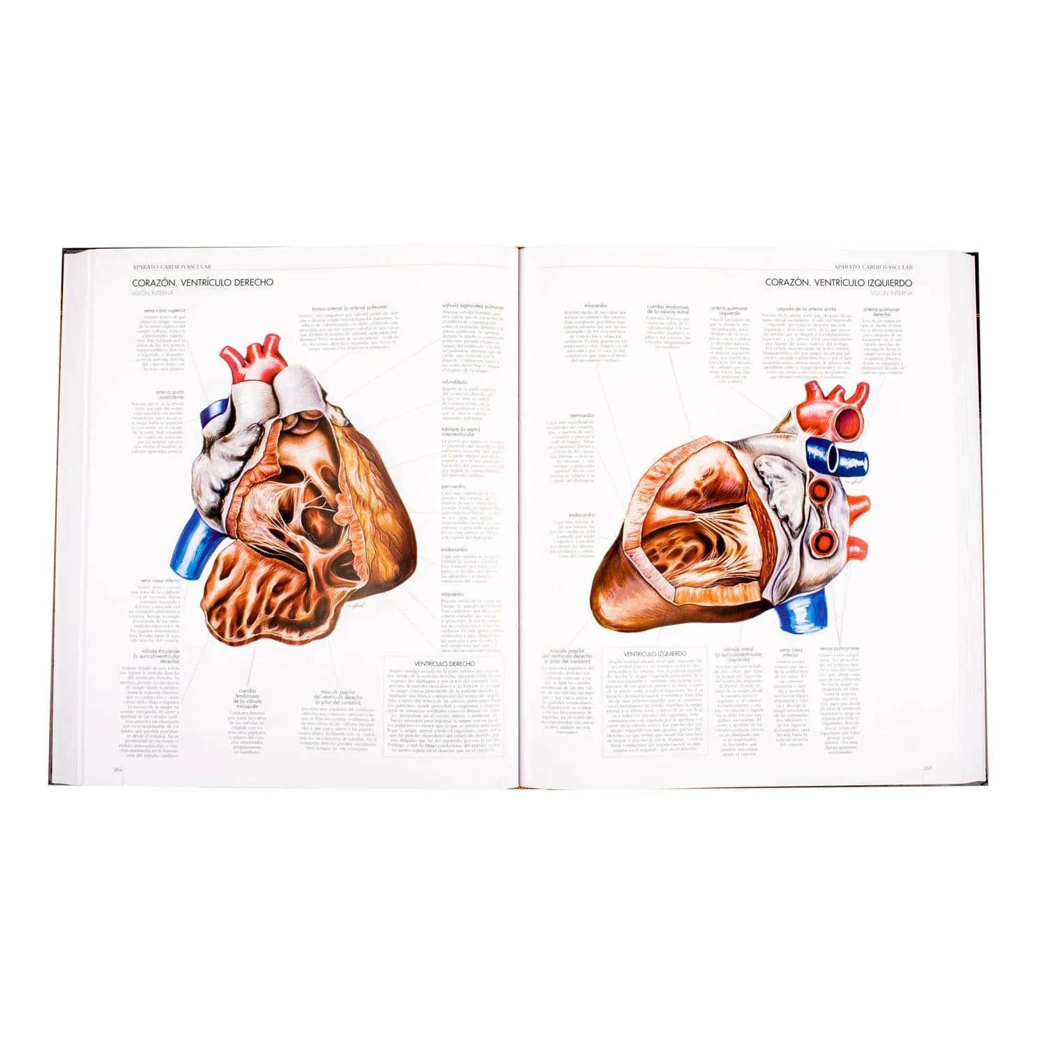 Atlas Del Cuerpo Humano 1 Tomo - Imagen 3