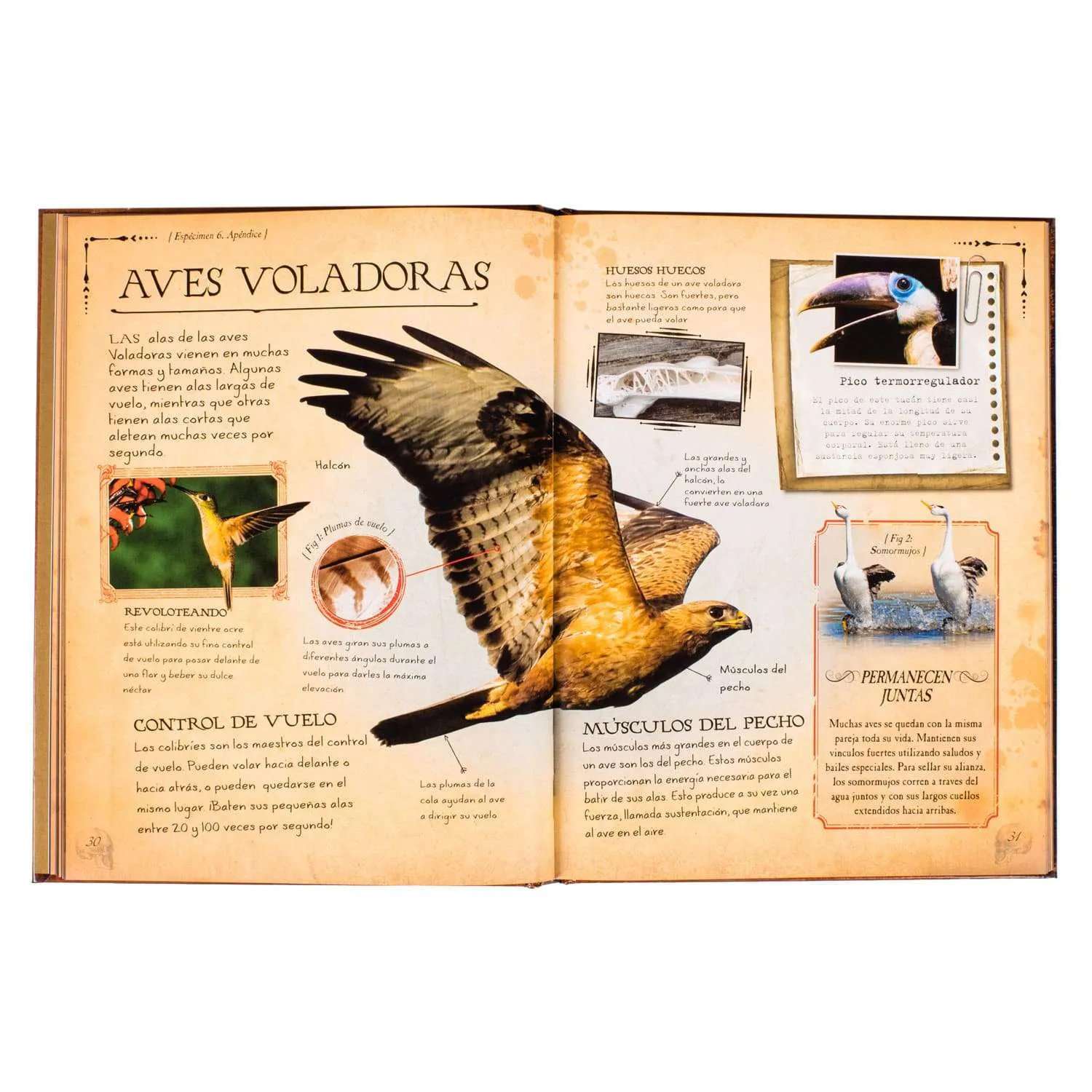 Colección De Huesos Animales 1 Tomo - Imagen 2