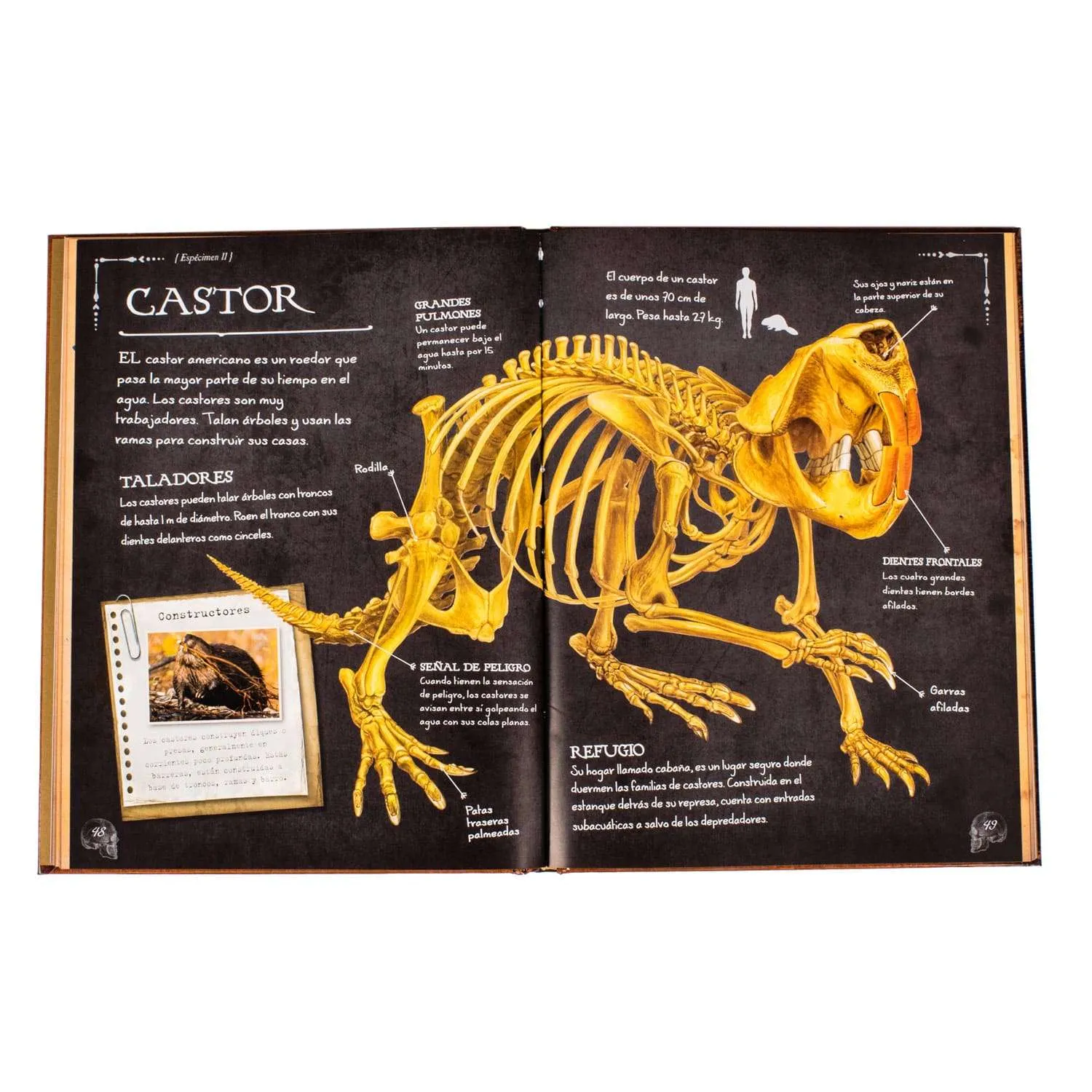 Colección De Huesos Animales 1 Tomo - Imagen 3