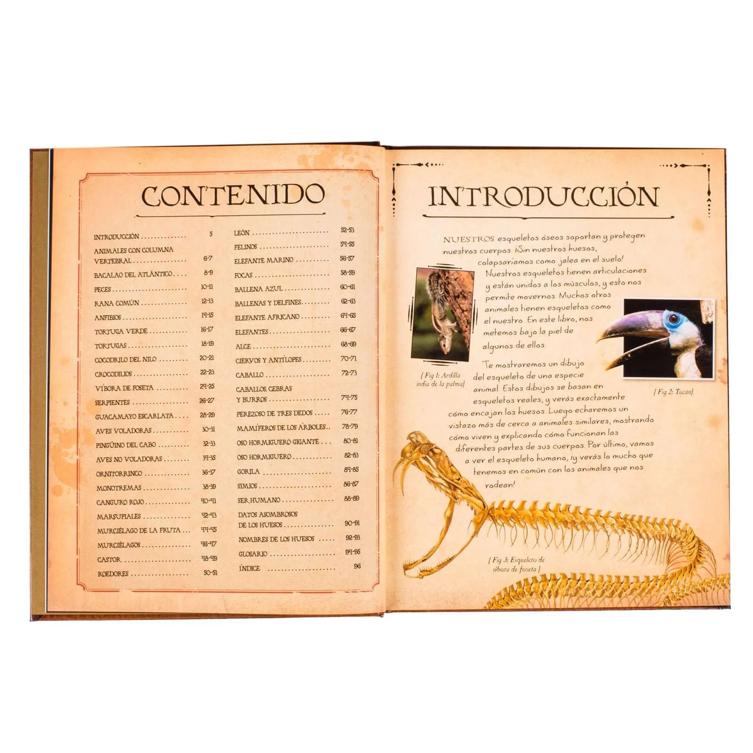 Colección De Huesos Animales 1 Tomo - Imagen 4