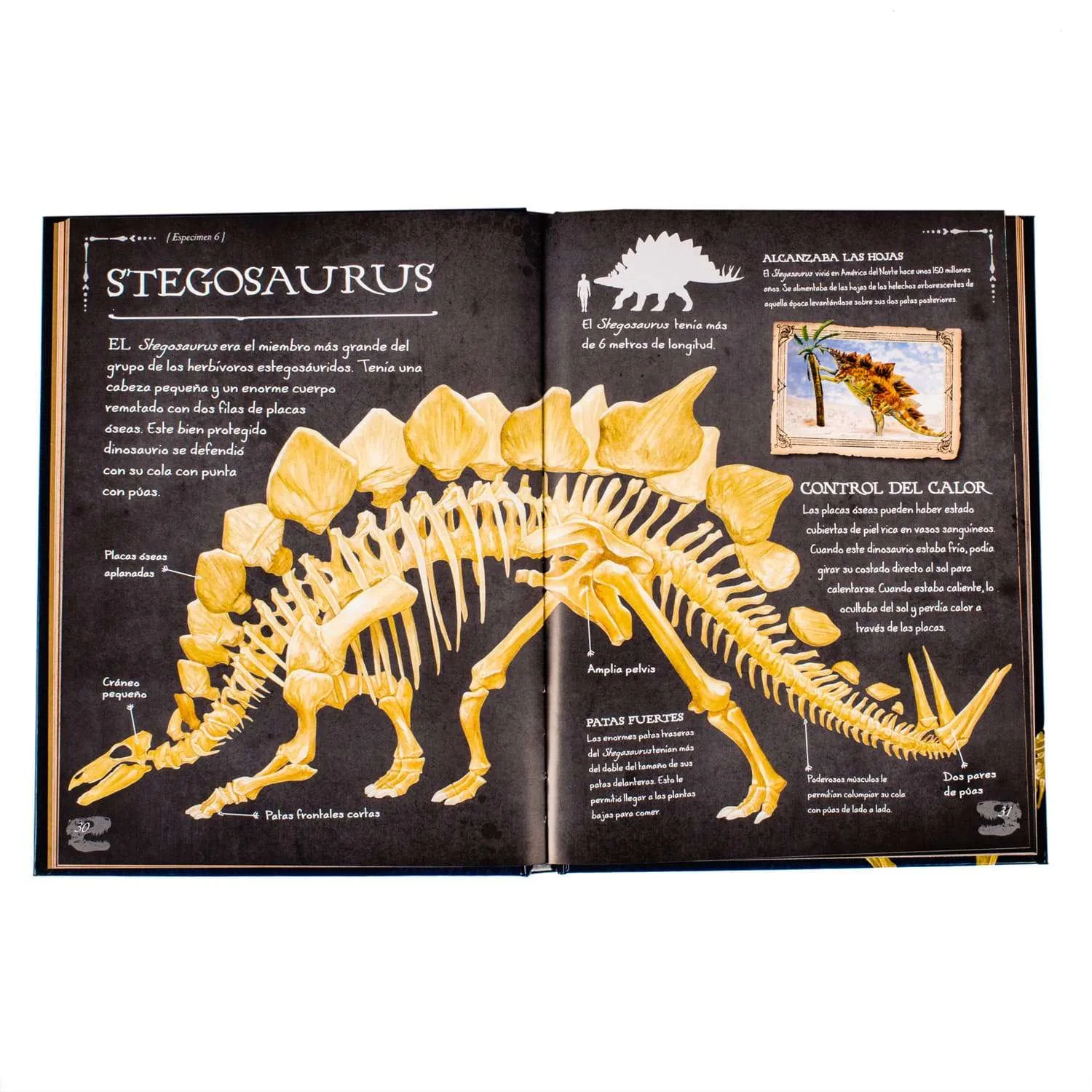 Colección De Huesos Dinosaurios 1 Tomo - Imagen 2