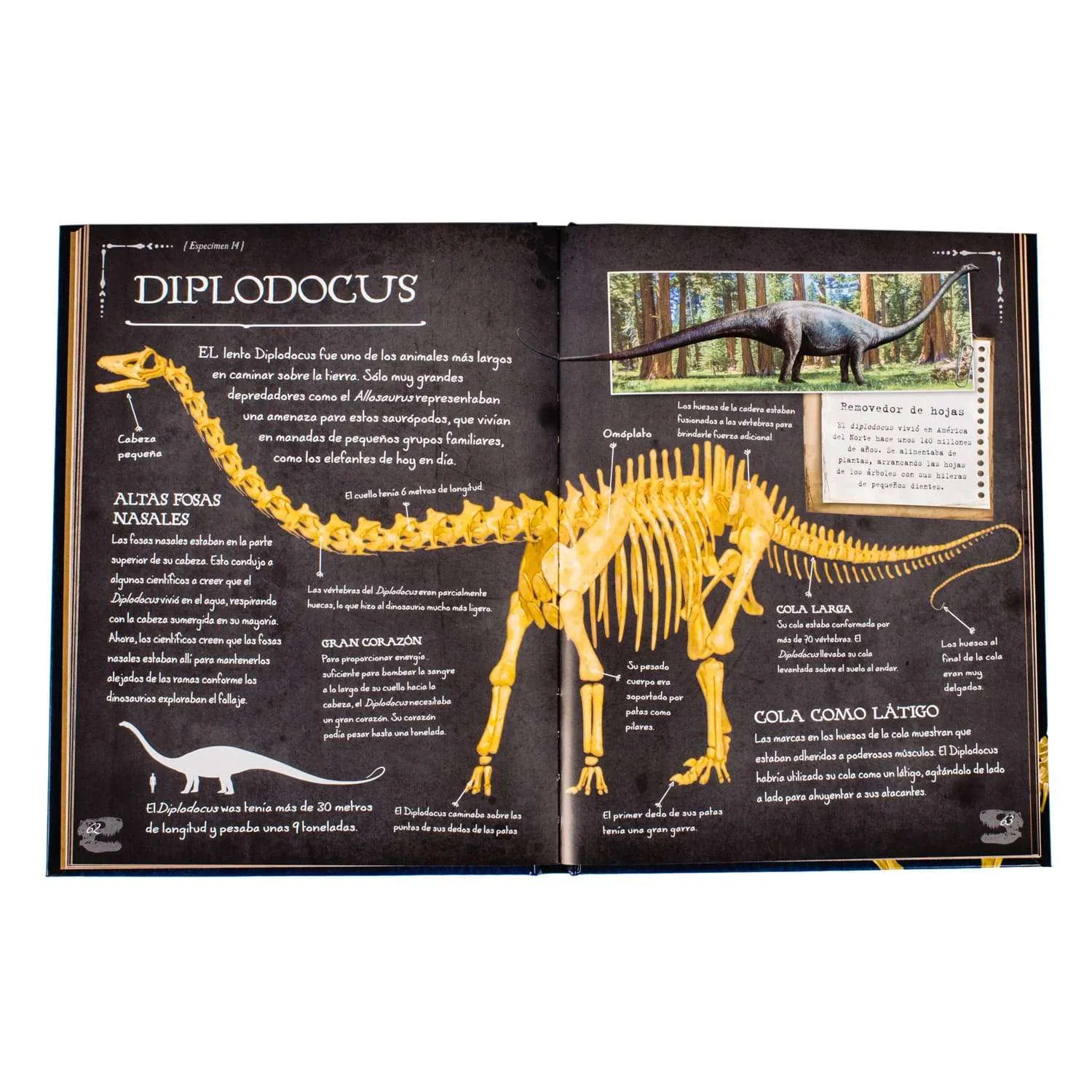 Colección De Huesos Dinosaurios 1 Tomo - Imagen 3