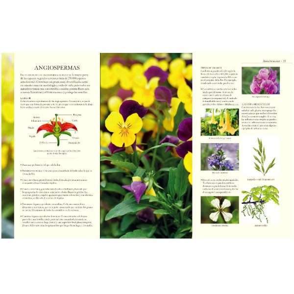 Enciclopedia Ilustrada Del Reino Vegetal - Imagen 3