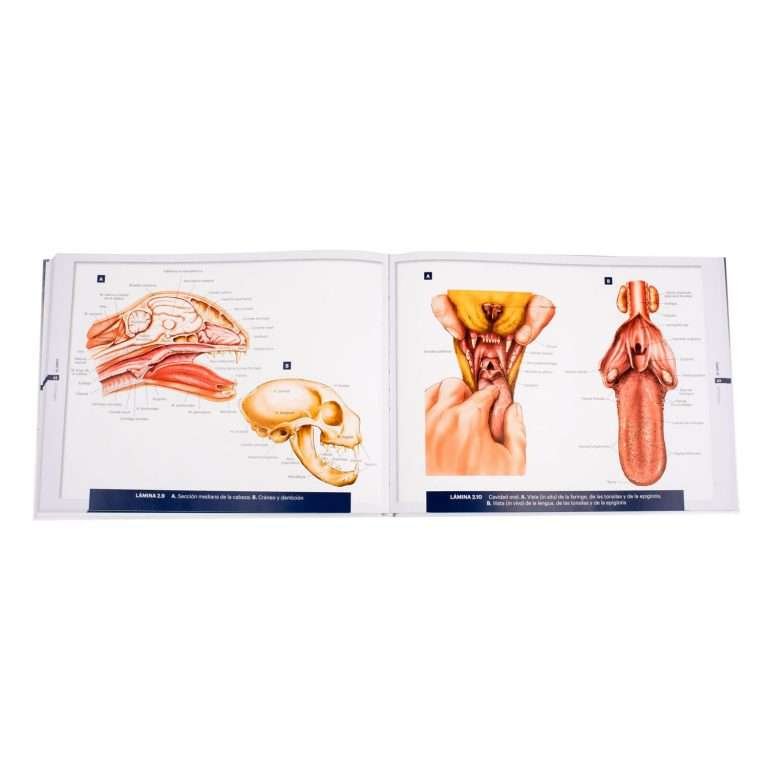 Atlas De Anatomía Peq. Animales Conceptos Básicos 1 Tomo Lexus
